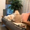 猫猫猫少爷