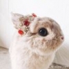 小小鱼