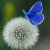 hongguozhi41