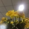 红