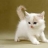 Yunyi
