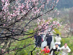 红建社区三八妇女节踏春赏梅活动
