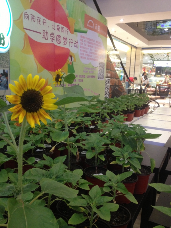 “向阳花开 让爱同行”—助学圆梦行动（7.20~7.21）