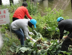 大渡社区在职党员干部系列活动之治水护水先锋行动