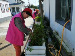 平水镇岔路口村修剪花草志愿者活动