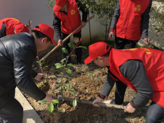 植树活动