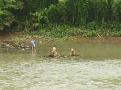 河道树杆杂草清理