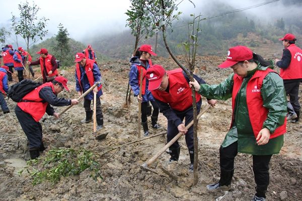 金丰村植树节志愿活动