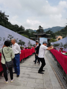 盆景赛活动