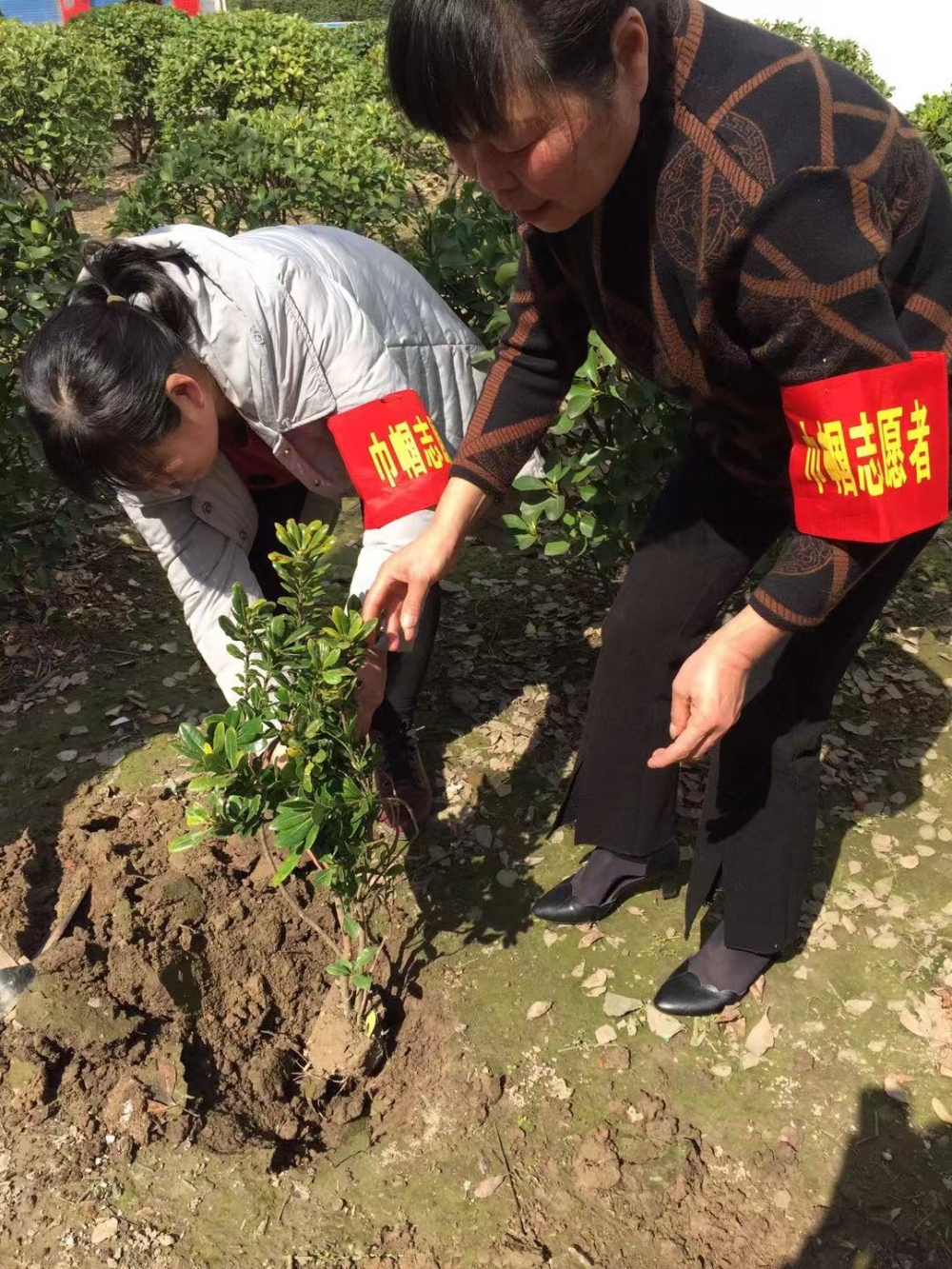 植树节植树活动