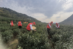 茶叶气象服务