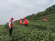 茶叶气象服务