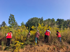 保护乡村生态  清理一枝黄花