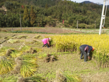 平水镇中眉岙村翠姐姐巾帼志愿服务活动