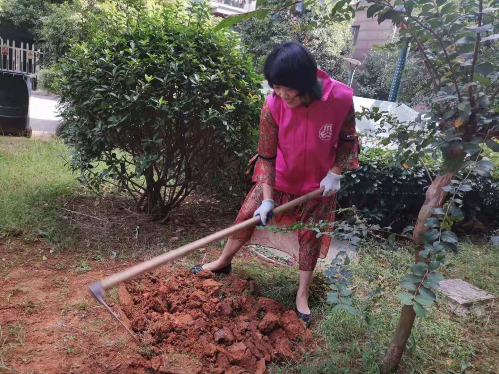 秋季播种花籽  美化环境