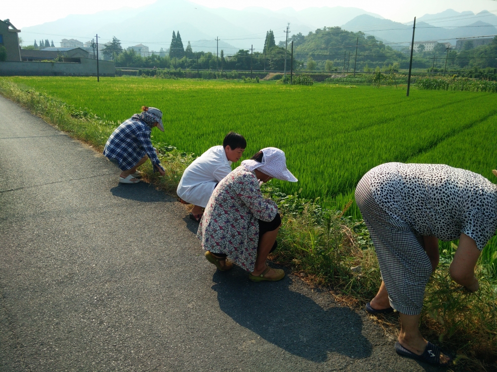 路边野草不能留