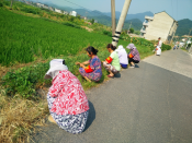 路边野草不能留