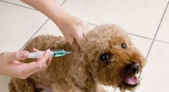 禹会社区免费接种狂犬疫苗活动