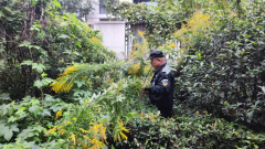 禹会社区开展一支黄花清理行动