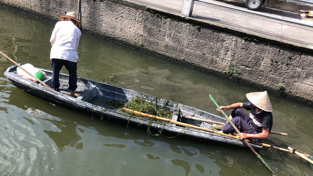 志愿者打捞河道漂杂草