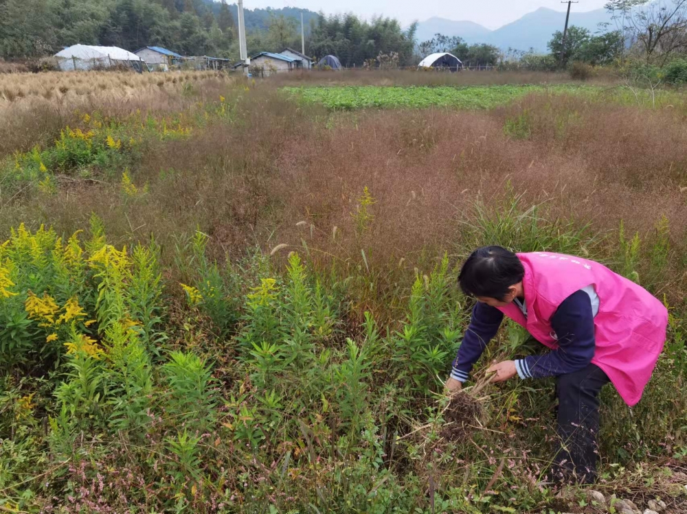 齐力铲除“一枝黄花”，打好生态保卫战