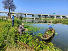 福全街道欣华村开展五水共治一捞水草活动