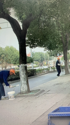 麒麟居树木防冻志愿者活动