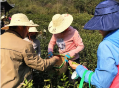 柯桥区总工会帮助平水茶企抢摘茶叶