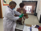 后梅社区春季犬只预防接种工作