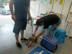 狂犬疫苗接种