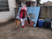 庭院整洁