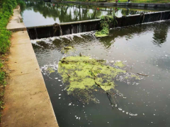 捞水草