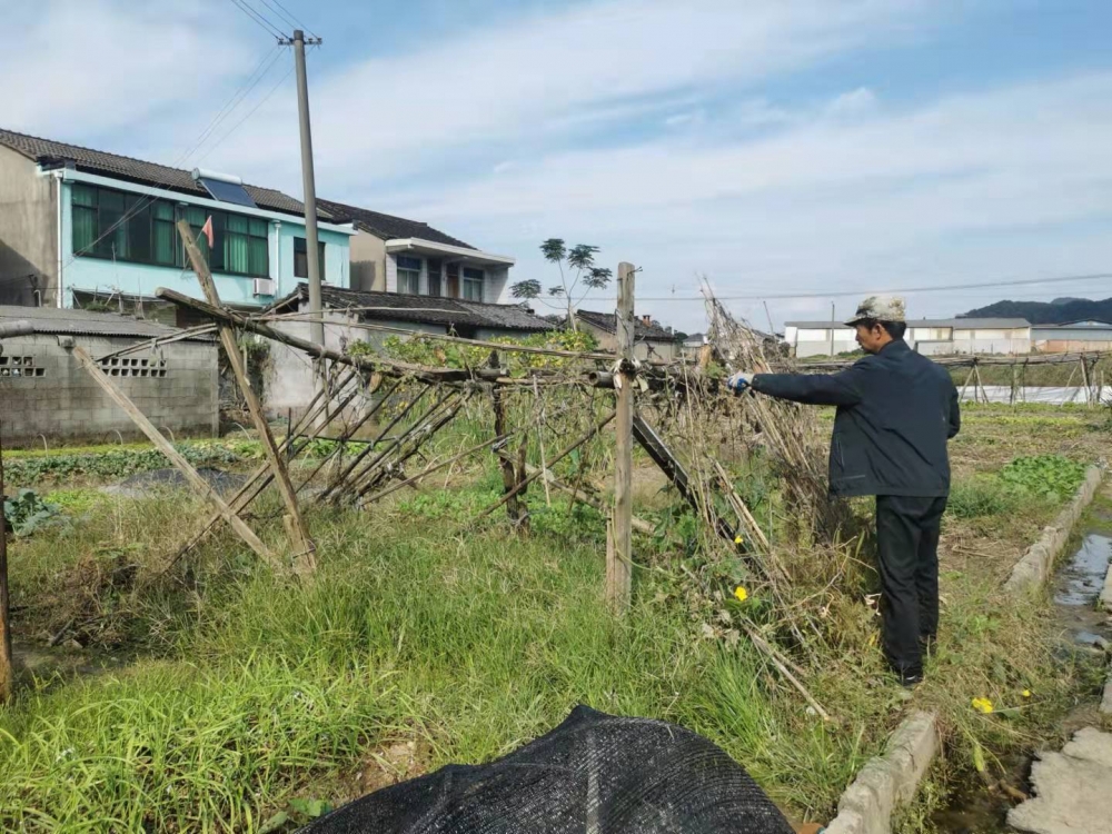 拆除田间地头瓜棚