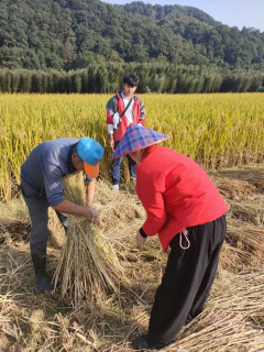 丰收硕果活动