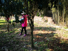 志愿者花坛除草