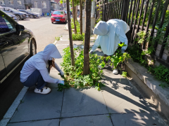 紫薇社区除草护绿在行动 环境整治不放松”志愿服务活动