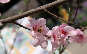 百福园社区“迎暖春，赏桃花”三八妇女节活动
