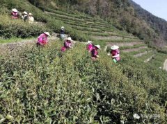 巾帼摘茶活动.