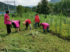 美化环境，清除花坛杂草的志愿者活动