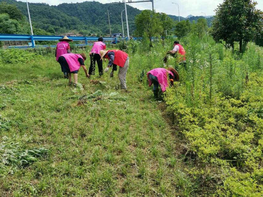 翠姐姐志愿者在花坛除草志愿活动